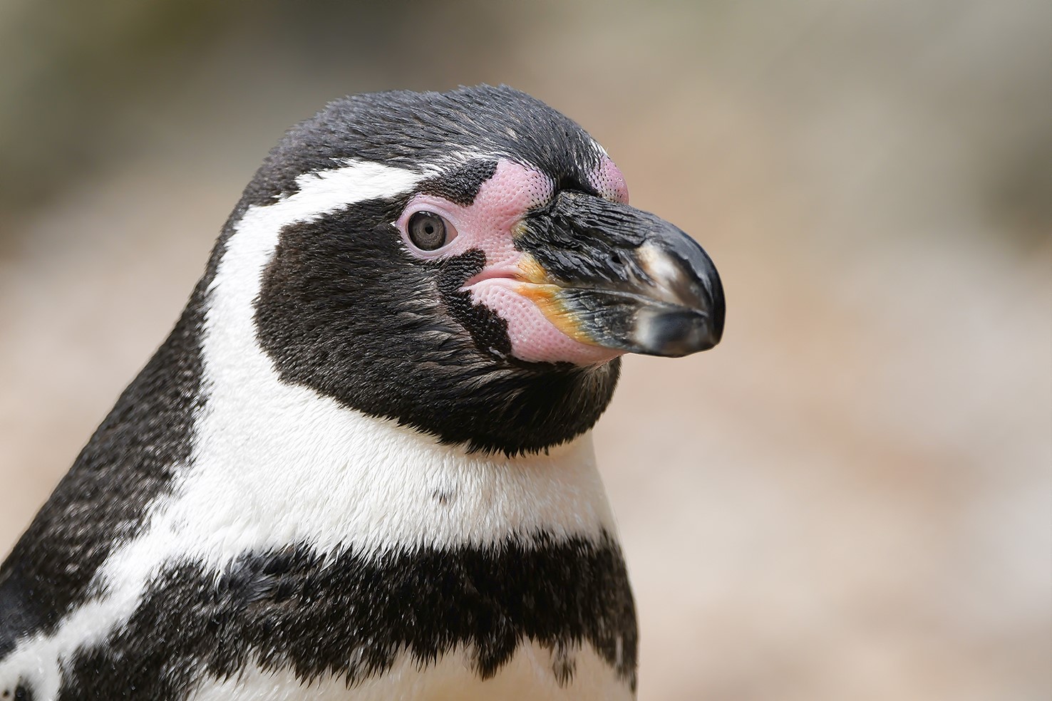 Schoolreisjes in Noord-Brabant | WegmetdeKids.nl